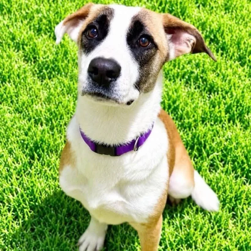 A baby medium-sized female Shepherd dog named Dory for adoption in Battle Creek, MI