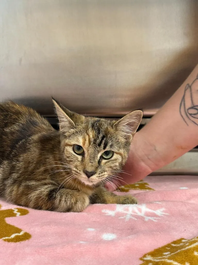 A young small-sized female Domestic Short Hair cat named Sneaker for adoption in Lavonia, GA