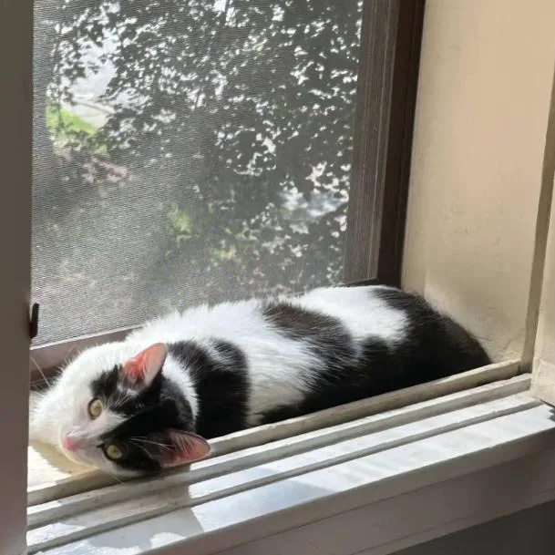 An adult medium-sized male Black Domestic Short Hair cat named Frankie for adoption in Evanston, IL