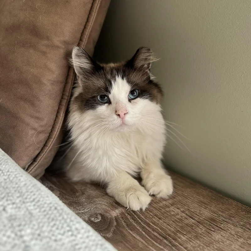 An adult medium-sized male Ragdoll cat named Harold for adoption in China Township, MI