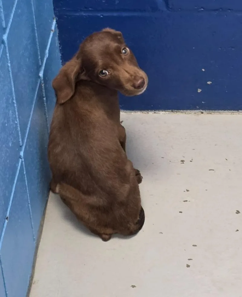 A baby medium-sized male Affenpinscher dog named 26-1230 for adoption in Hartsville, SC