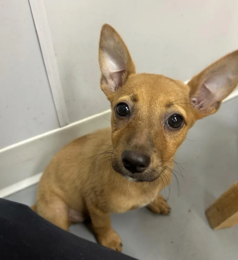A baby small-sized female Apricot / Beige Chihuahua dog named Jackie for adoption in East Brunswick, NJ