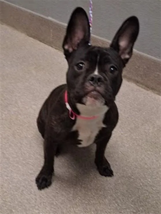 A young small-sized female French Bulldog dog named Chia for adoption in Las Vegas, NV