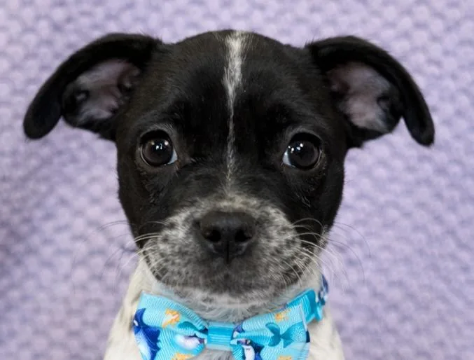 A baby medium-sized male Black French Bulldog dog named Luka for adoption in Lodi, CA