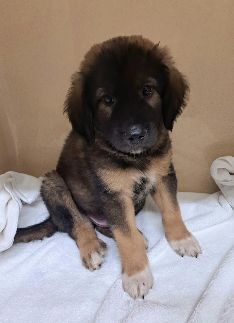 Frankie