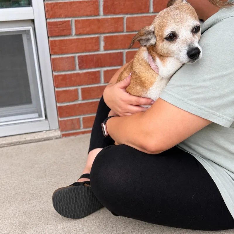 A senior small-sized female Chihuahua dog named Emerald for adoption in Chillicothe, IL