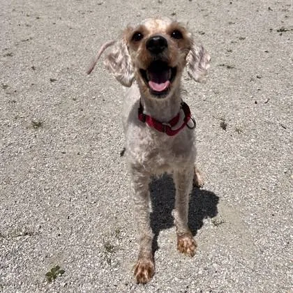 Milo
