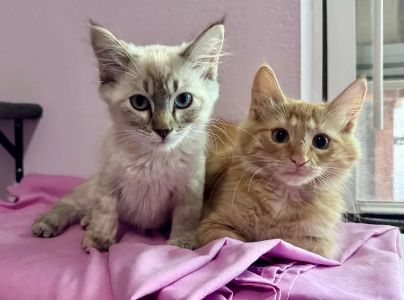 A baby medium-sized male Domestic Medium Hair cat named Sol for adoption in Gillette, WY