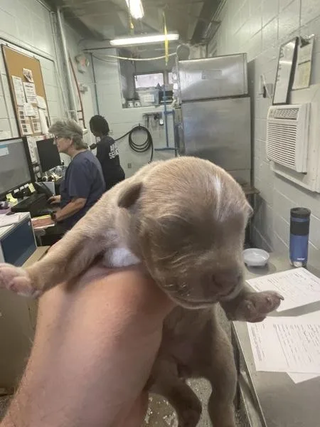 A baby small-sized female Pit Bull Terrier dog named Alexandria for adoption in Mobile, AL