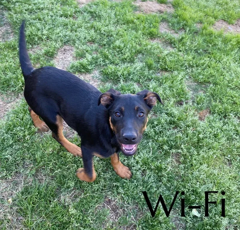 A baby medium-sized female Mountain Cur dog named Wifi for adoption in Pembroke, MA