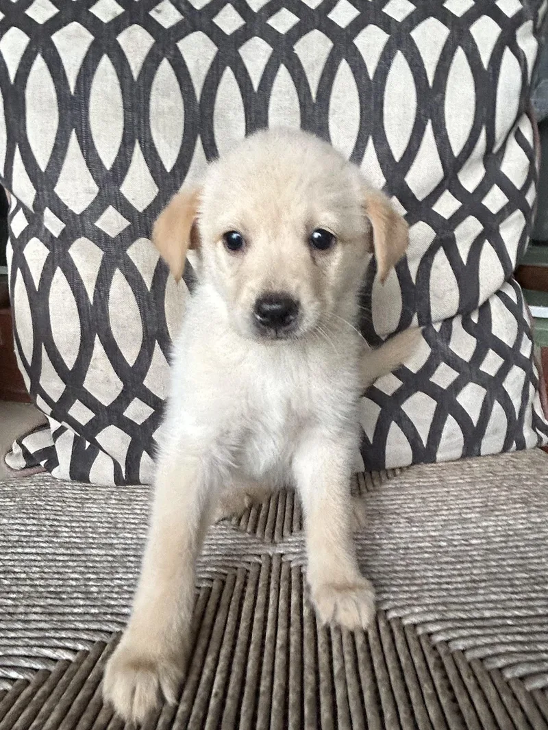 A baby large-sized female Great Pyrenees dog named Sadie for adoption in Fosters, AL