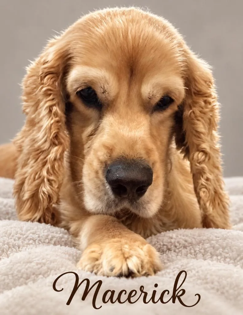 A young small-sized male Cocker Spaniel dog named Maverick for adoption in Crossville, TN