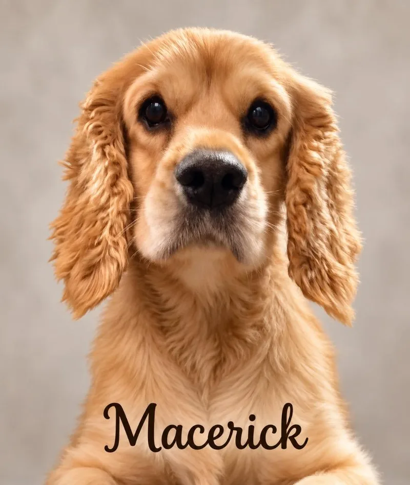 Maverick thumbnail 2