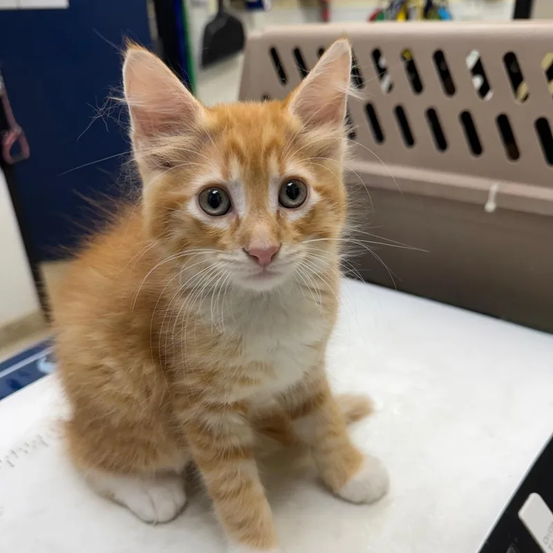 A baby small-sized male Orange / Red Domestic Medium Hair cat named Elvis for adoption in Galveston, TX