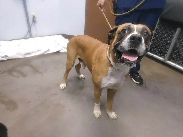 An adult large-sized male Boxer dog named Judah for adoption in Phoenix, AZ