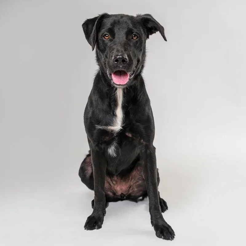 A young large-sized female Black Labrador Retriever dog named Marlene for adoption in Palm Springs, CA