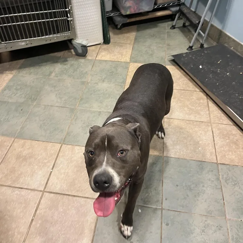 An adult large-sized male Black Mixed Breed dog named Humpty Dumpty for adoption in Chattanooga, TN