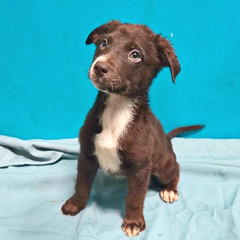 A baby medium-sized male Brown / Chocolate Shepherd dog named Ducky for adoption in Flower Mound, TX