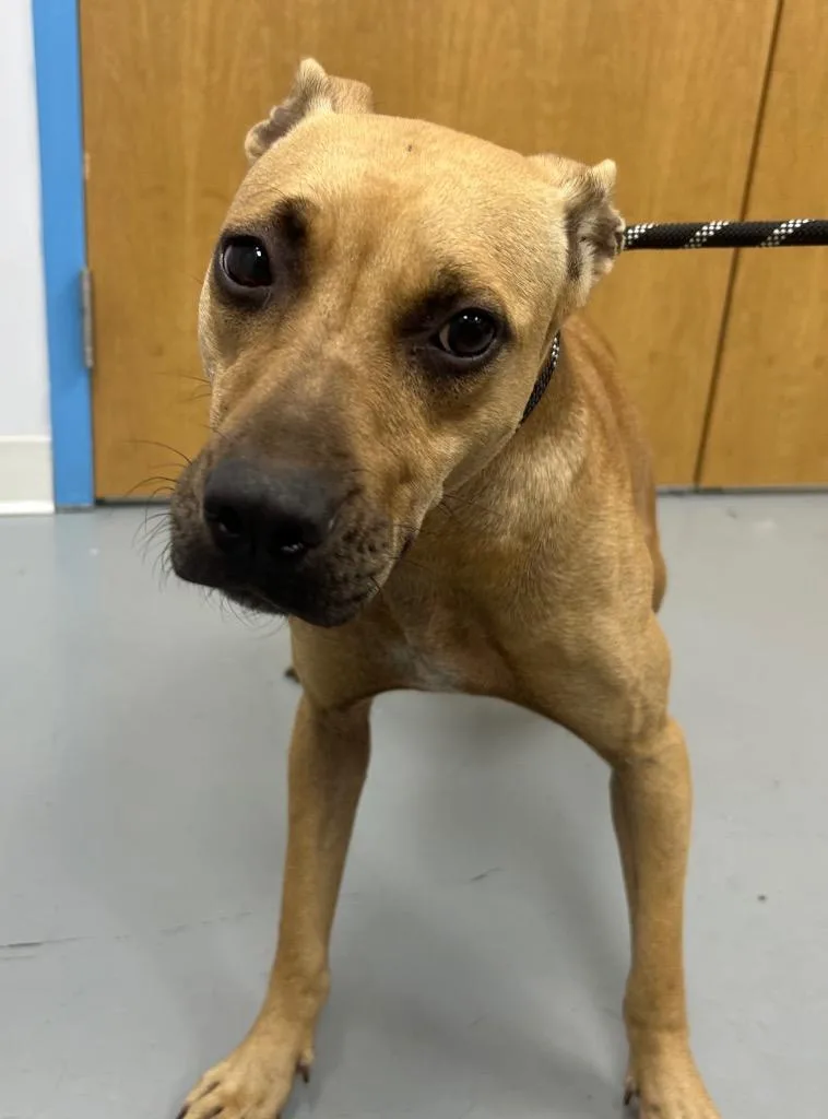 A young medium-sized female Black Mouth Cur dog named Ace for adoption in Hartsville, SC