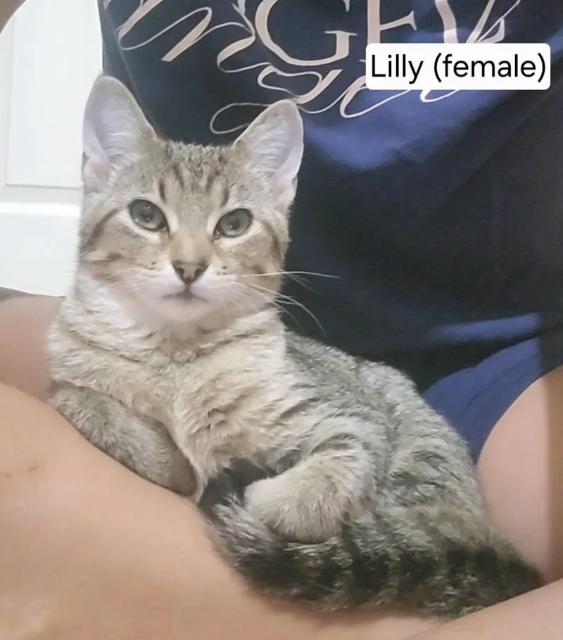 A baby medium-sized female Tabby (Brown / Chocolate) Tabby cat named Lilly for adoption in Omaha, NE
