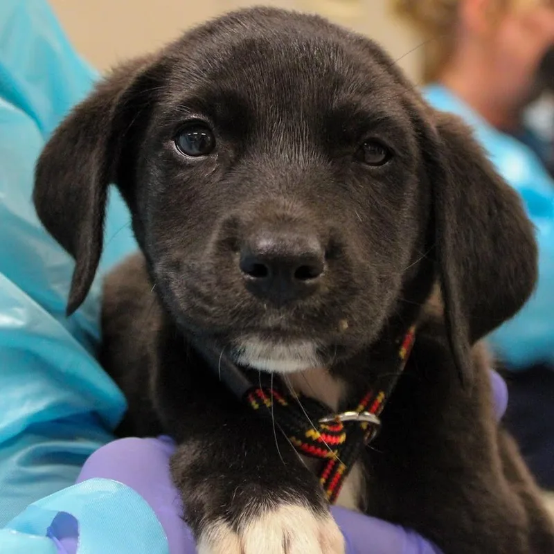 A baby medium-sized male Black Shepherd dog named Cheerio for adoption in South Elgin, IL
