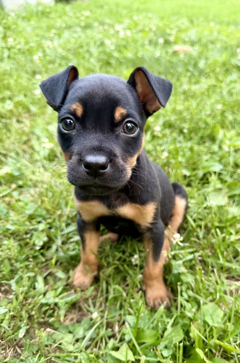 A baby medium-sized male Pit Bull Terrier dog named Vegas for adoption in Barnhart, MO