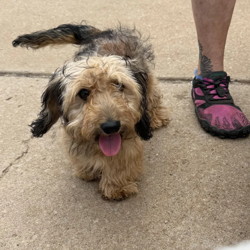 A young small-sized female Sable Dachshund (Miniature Long Haired) dog named Magnolia Bloom for adoption in Oklahoma City, OK