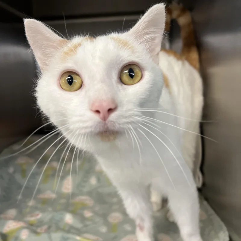 An adult medium-sized male Domestic Short Hair cat named Diesel for adoption in Mount Pleasant, MI