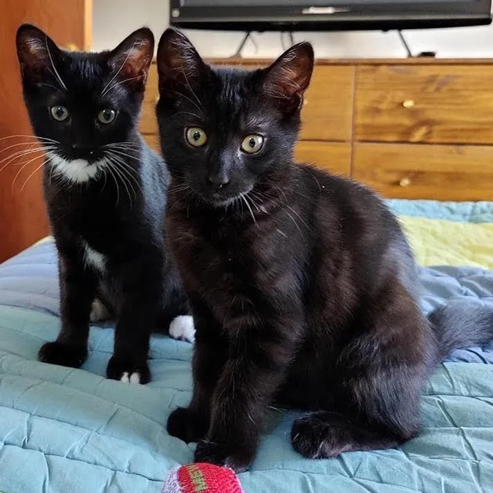 Chief Littlebear thumbnail 2