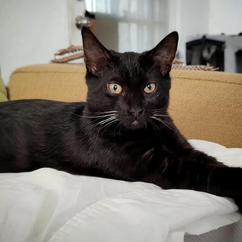 Chief Littlebear thumbnail 3