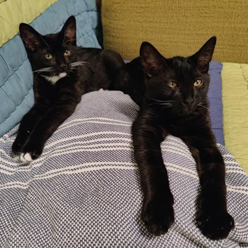 Chief Littlebear thumbnail 4