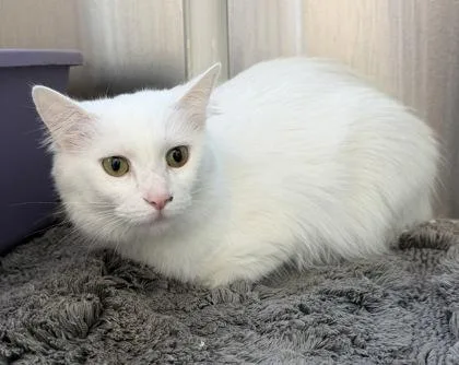 An adult medium-sized female Domestic Medium Hair cat named Yukoh for adoption in Westland, MI