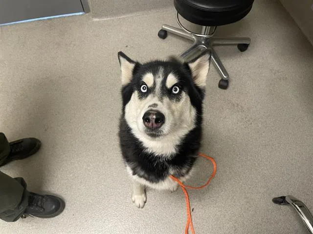 An adult large-sized female Husky dog named Nereidia for adoption in Auburn, CA