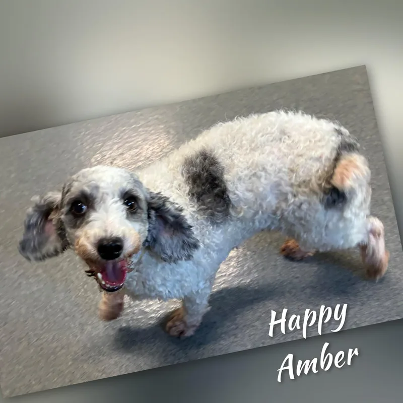 An adult small-sized female Gray / Blue / Silver Miniature Poodle dog named Amber for adoption in Fredericksburg, VA