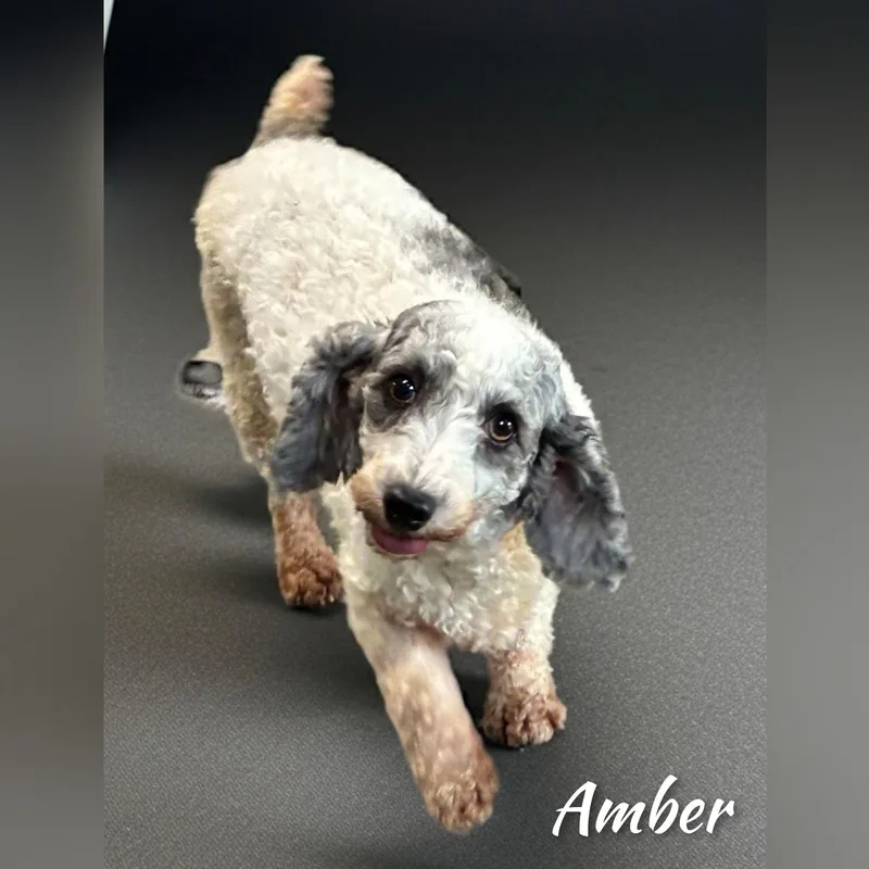 Amber thumbnail 3