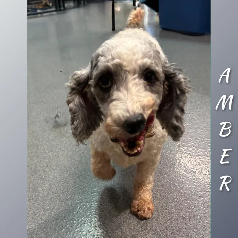 Amber thumbnail 5