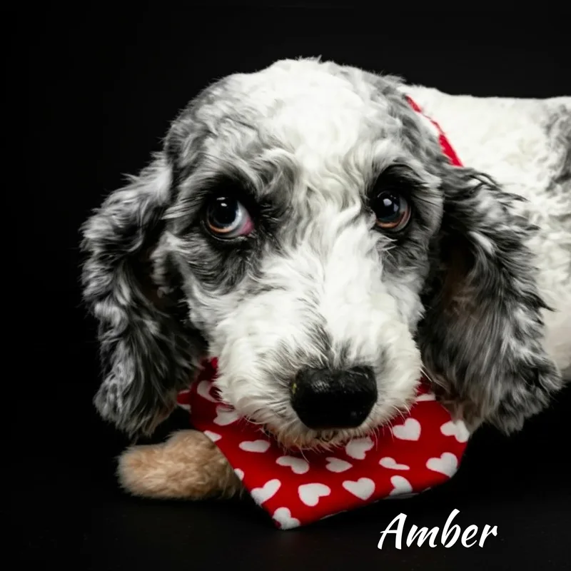 Amber thumbnail 6