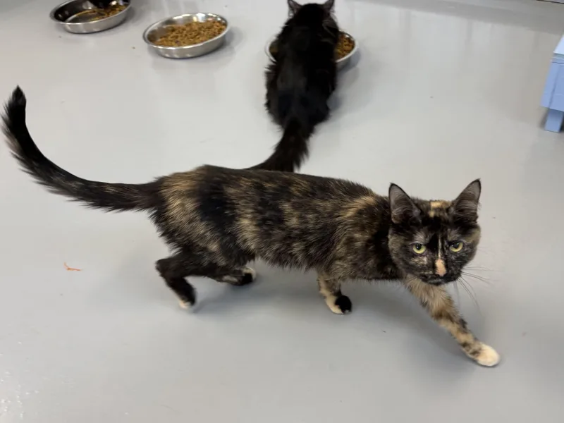 An adult medium-sized female Tortoiseshell cat named Goldie for adoption in Big Rapids, MI