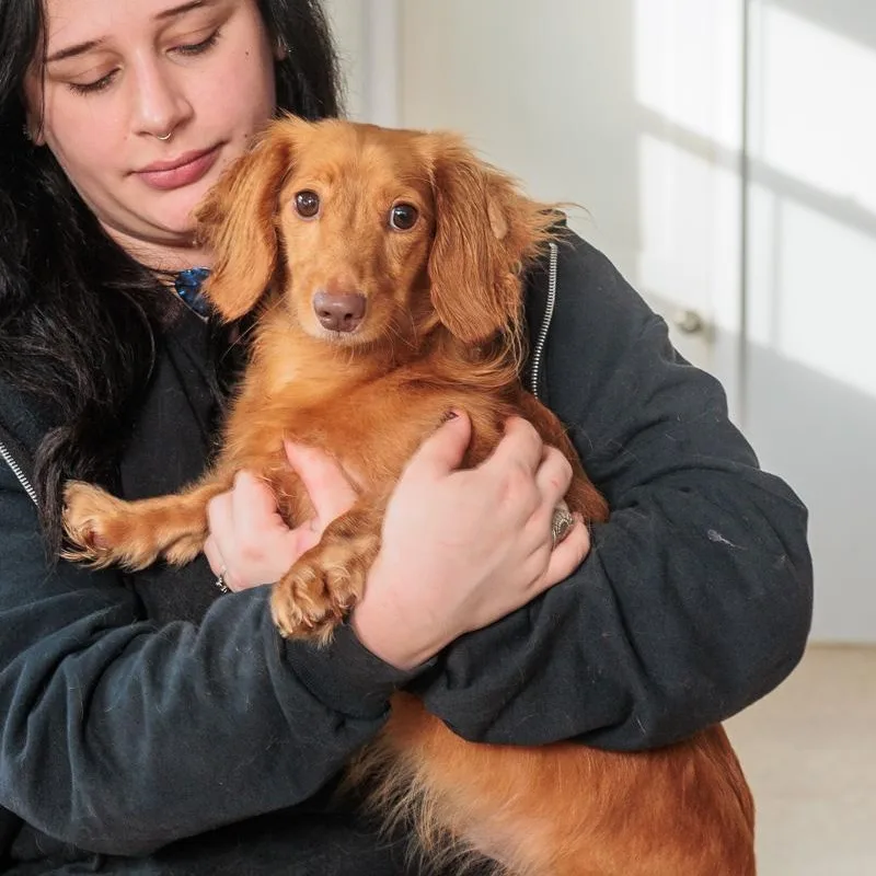 A young small-sized male Dachshund (Long Haired) dog named Winston for adoption in Chester Springs, PA