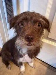 A young small-sized female Chihuahua dog named Harley Jane for adoption in West Bloomfield, MI