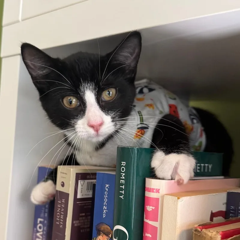 A baby small-sized female Domestic Short Hair cat named Willow for adoption in Fairfax, VA