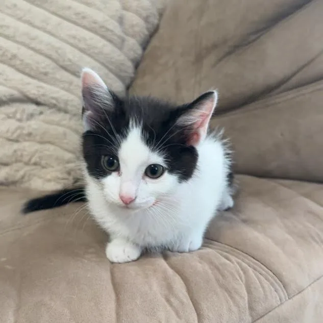 A baby small-sized female White Domestic Short Hair cat named Cheese Grater for adoption in South Elgin, IL