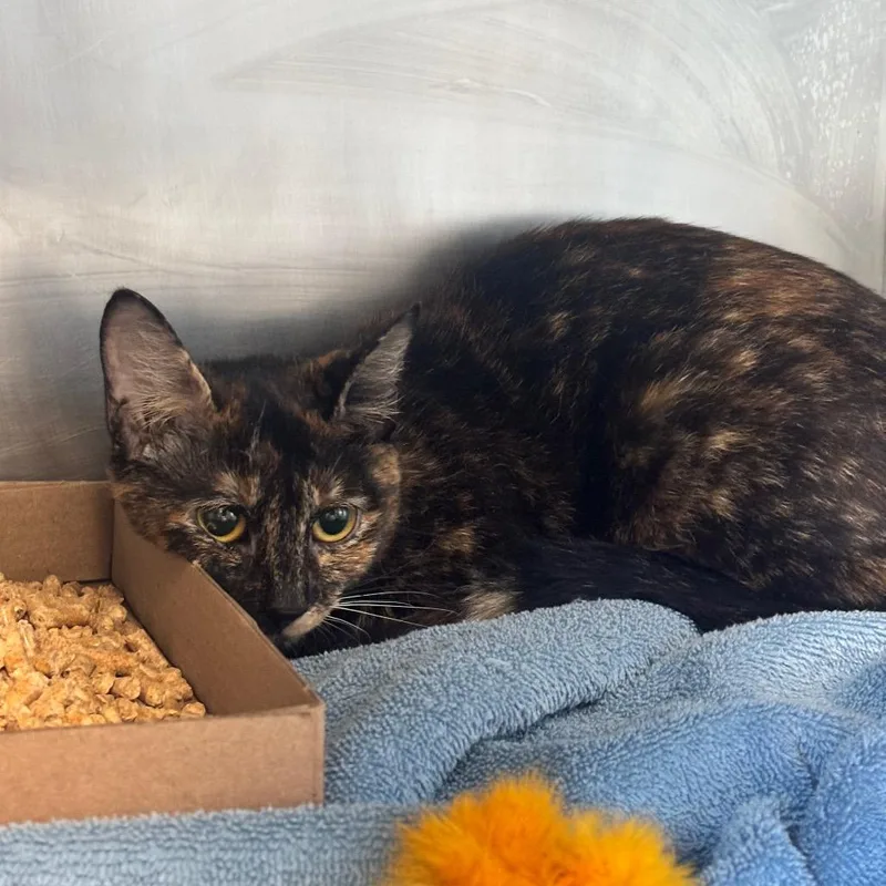 A young medium-sized female Domestic Short Hair cat named Twix for adoption in Birdsboro, PA