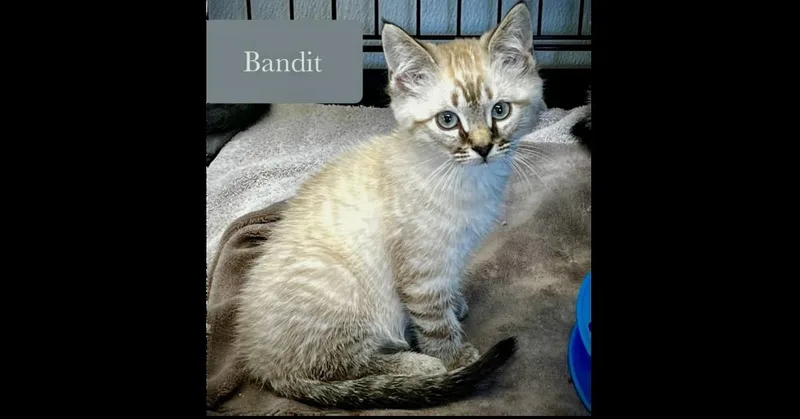 A baby small-sized male Cream / Ivory Domestic Short Hair cat named Bandit for adoption in Chalfont, PA