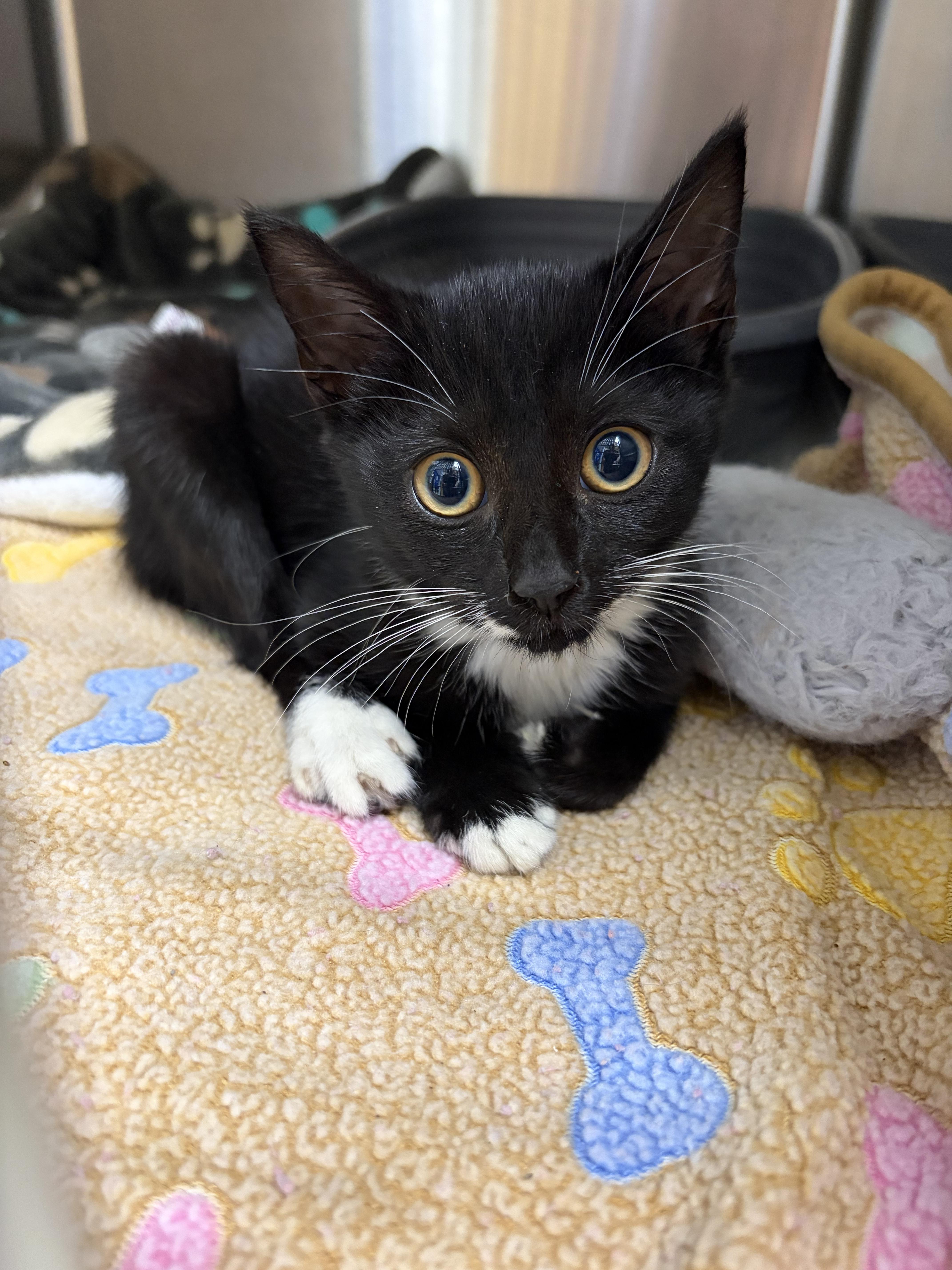 A baby medium-sized female Domestic Short Hair cat named Mary Jane for adoption in Greensboro, NC