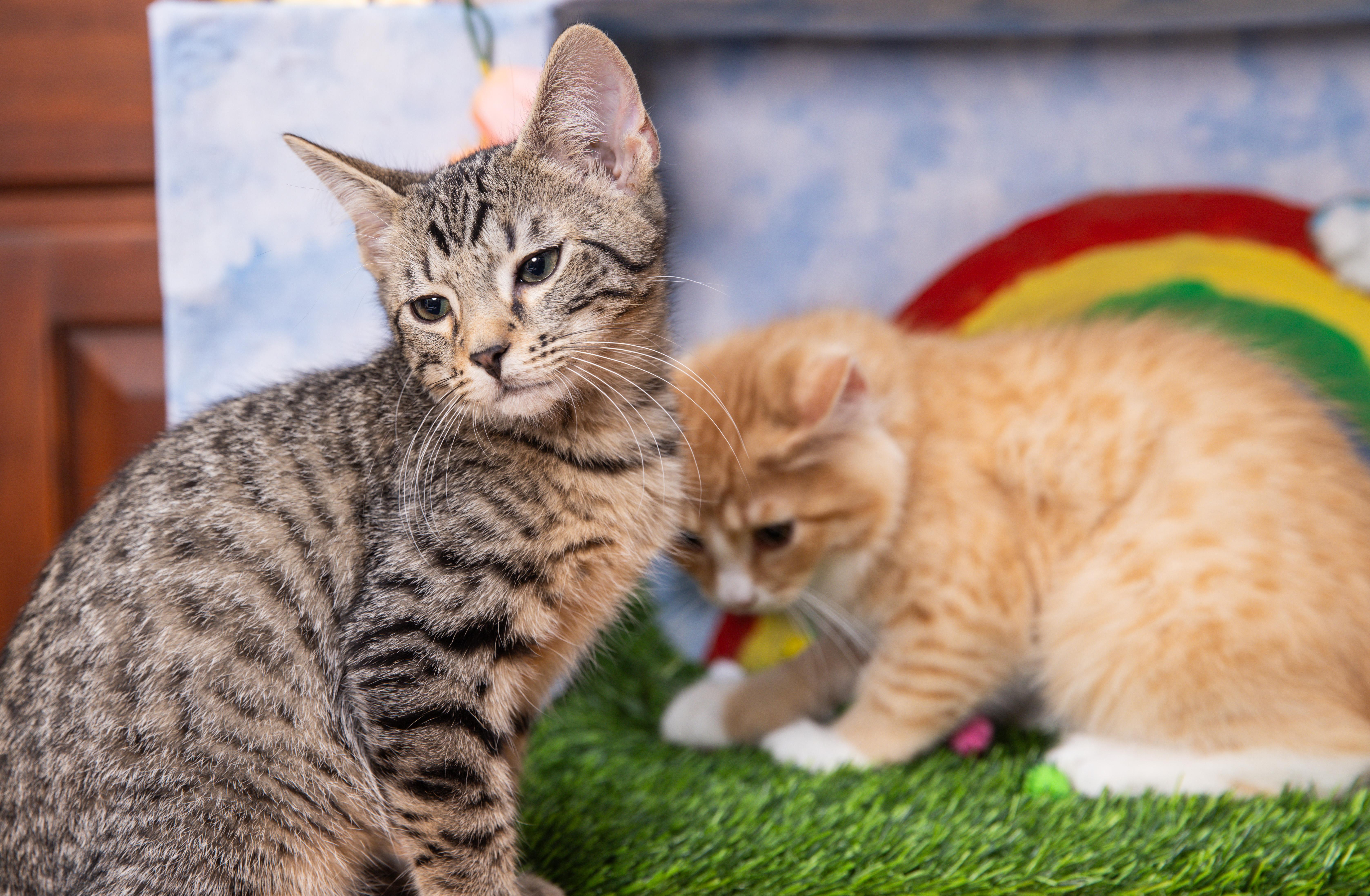 A baby large-sized male Tabby (Buff / Tan / Fawn) Domestic Short Hair cat named Hugs for adoption in Avondale Estates, GA