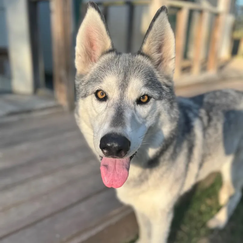 An adult large-sized female Gray / Blue / Silver Husky dog named Ava for adoption in Eufaula, OK