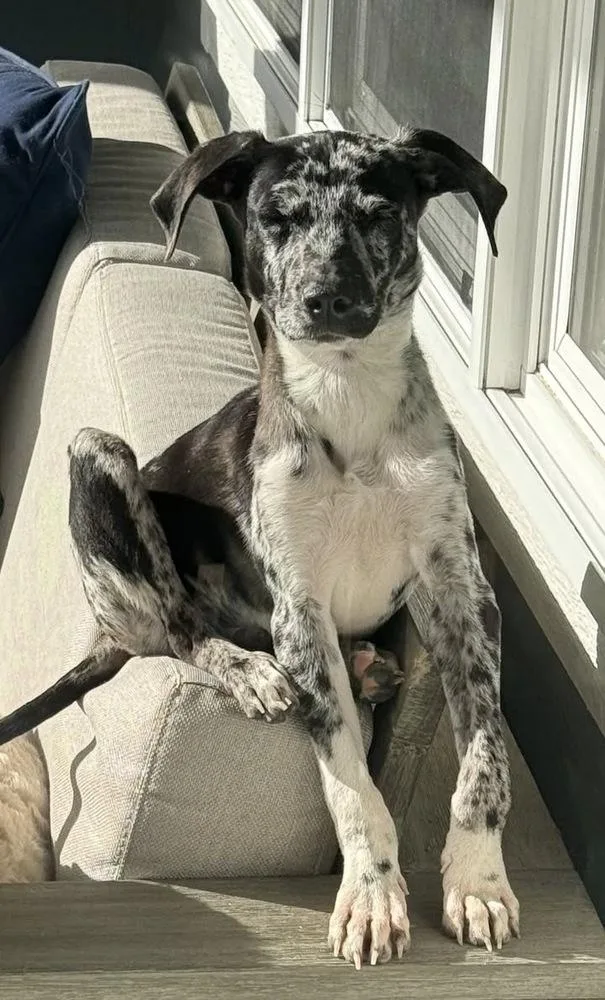 A baby small-sized male Merle (Blue) Whippet dog named Dean for adoption in Colorado Springs, CO