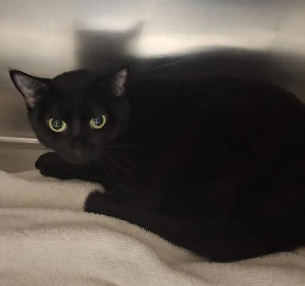 An adult small-sized female Domestic Short Hair cat named Patty for adoption in Vancouver, WA