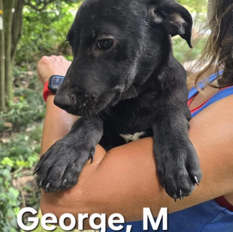 A baby medium-sized male Mixed Breed dog named George for adoption in Parma, OH